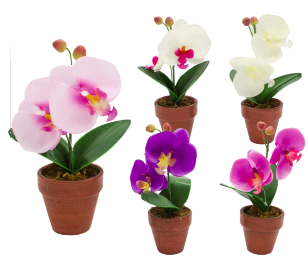 VASETTO PHALAENOPSIS 20CM